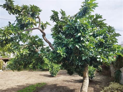 梨樹種植|如何種植酪梨樹：一站式指南 